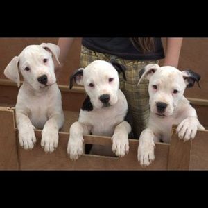 Meet your Posher, Del